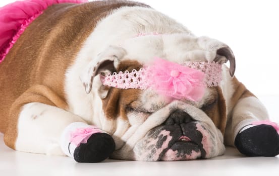 dog dressed up like a ballerina - english bulldog
