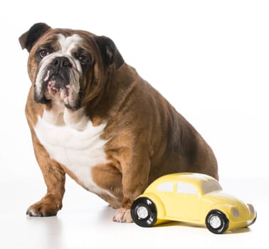 concept of travelling with pets - english bulldog sitting beside toy car on white background