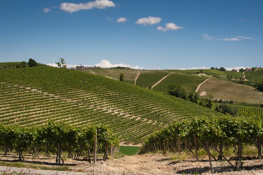 Vineyards on the Hills of Italy under the blue sky