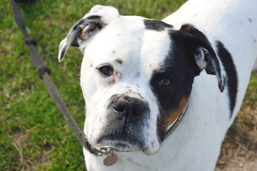 Staffordshire terrier looking at camera