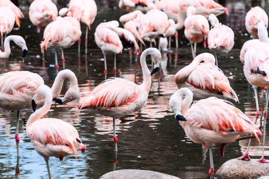 Flamingos have arrived, San Climente, Argentina