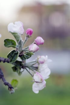 blossom apple tree. Apple flowers close-up. 