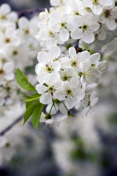 Cherry blossom closeup over natural background 