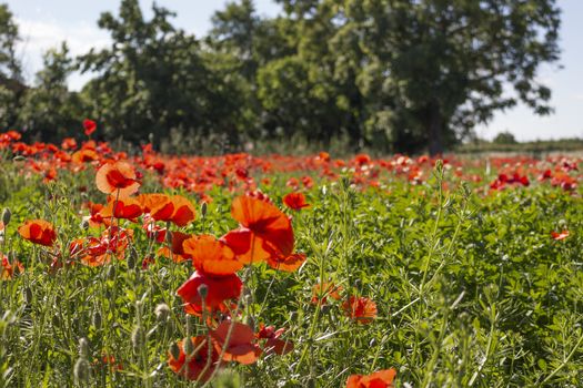 Red poppies on green weeds fields during spring in Italian countryside