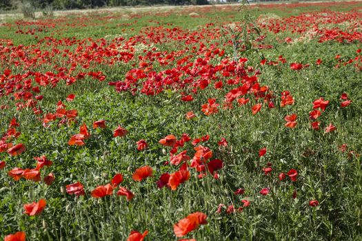 Red poppies on green weeds fields during spring in Italian countryside