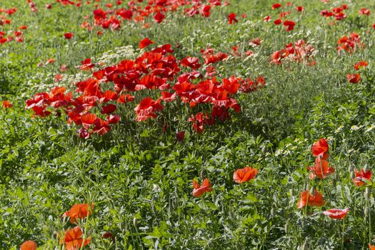 Red poppies on green weeds fields during spring in Italian countryside