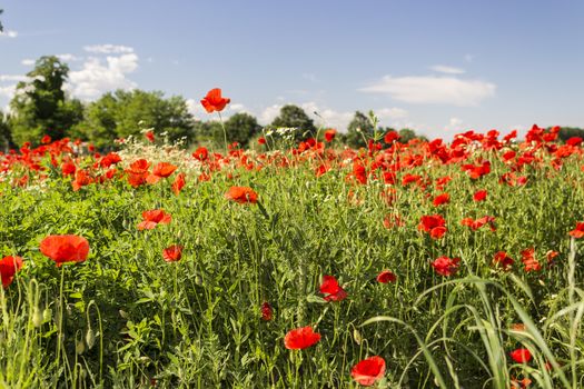 Red poppies on green weeds fields during spring in Italian countryside