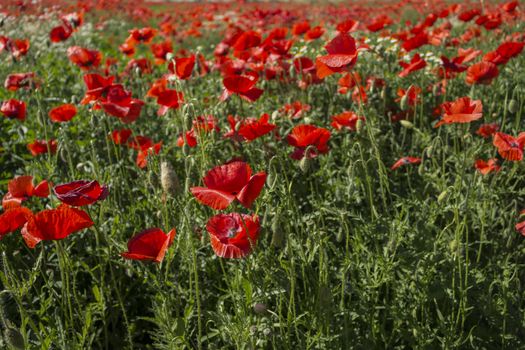 Red poppies on green weeds fields during spring in Italian countryside