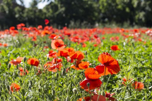 Red poppies on green weeds fields during spring in Italian countryside