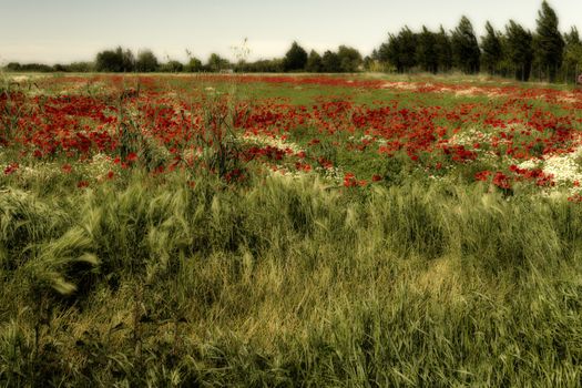 Red poppies on green weeds fields during spring in Italian countryside