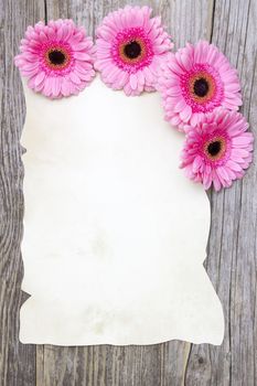 pink gerberas and empty sheet on a wooden board, vintage style