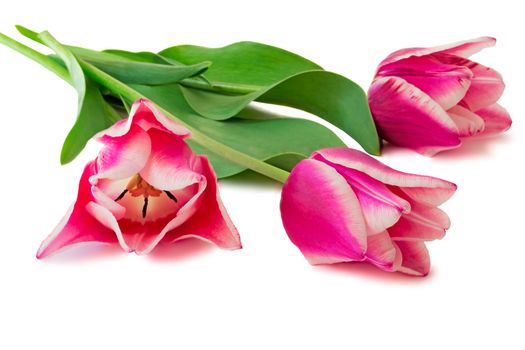 Three big beautiful tulips of bright pink color with green leaves on a white background.