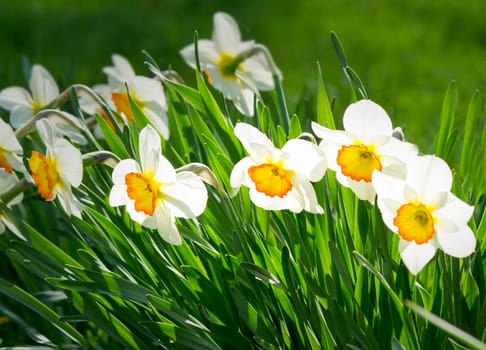 Large beautiful narcissuses blossom on a green lawn in a sunny day.