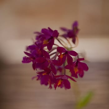 Red orchids in close up with background defocused