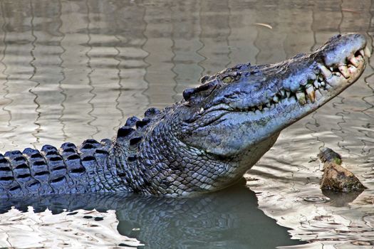 Saltwater crocodile, patiently staring, watching and waiting.
