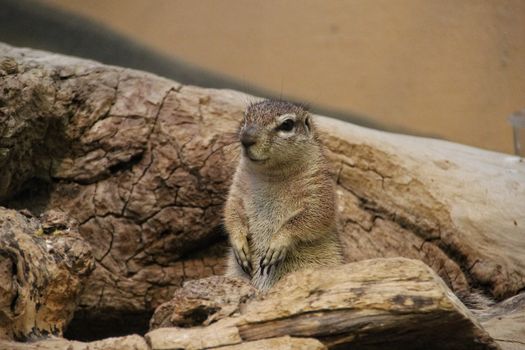 African Ground Squirrel at Frankfurt Zoo sits up for a look around.