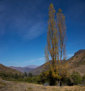 Tall tree in autumn colours in the Yerba Loca Mountain Park near Santiago in Chile