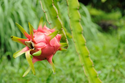 dragon fruit in Thailand