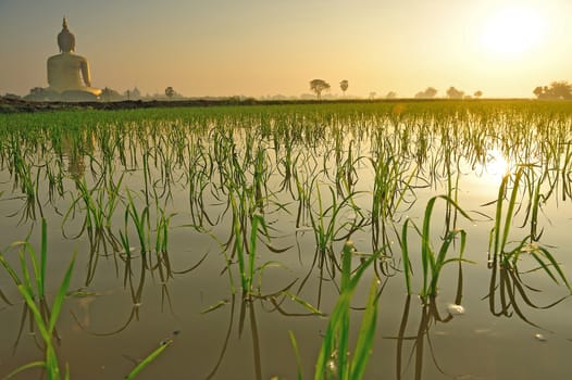 Rice field in the morning with giant buddha statue