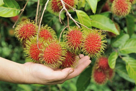 Details of Rambutan fruit background