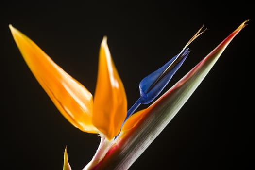 Strelitzia