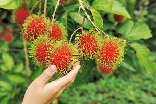 Details of Rambutan fruit background