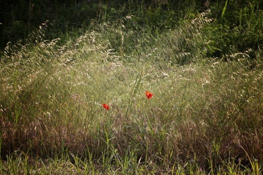 Red poppies on green weeds field in Italian countryside