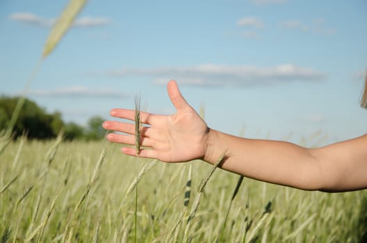 green rye kernel along the soft female hand