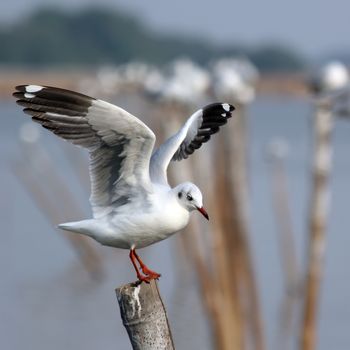 closeup of seagull sitting on a pole