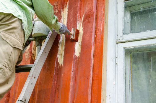 Painter worker man on ladder paint wooden rural house wall with brush paintbrush near window.