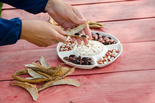 close of female hands shell husk decorative colorful beans pods to white dish on red wooden table.