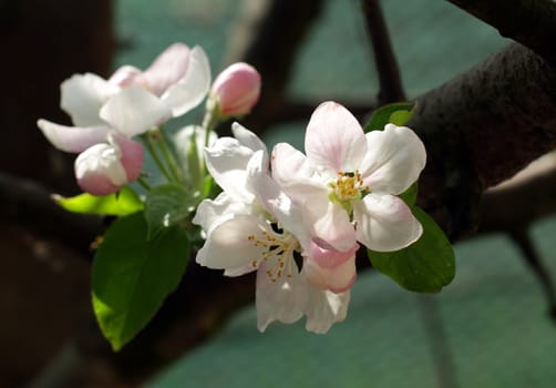 apple blossoms in spring in the garden