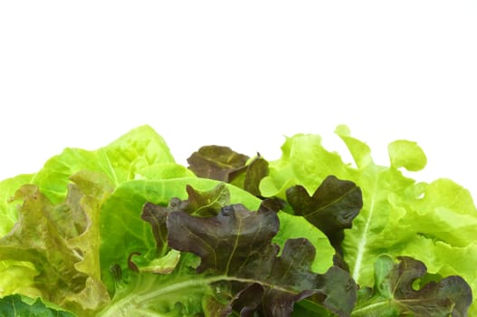 Fresh green and purple cabbage made vegetarian salad put on pink tray with white background.