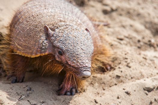 Armadillo from Peninsula Valdez, Patagonia, Argentina