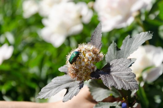 large bronze beetle cetonia aurata sits on white bush inflorescence