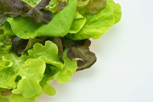 Fresh green and purple cabbage made vegetarian salad put on pink tray with white background.