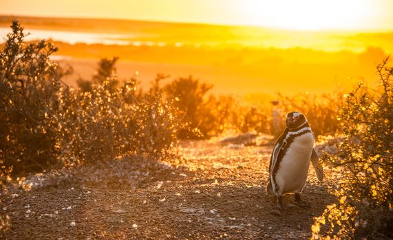 Magellanic Penguins, early morning at Punto Tombo, Patagonia, Argentina in early morning