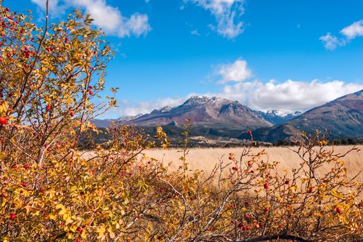 Autumn Colors in El Boliche, Bariloche, Patagonia, Argentina