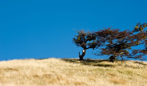 Autumn in Patagonia. Tierra del Fuego. Tree Growing in the wind