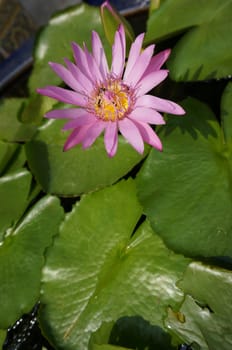 Pink lotus with bee swarm and green leaf in a pot of water.