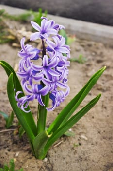 Purple hyacinth in the spring flowerbed in May