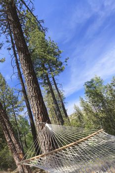 Peaceful Hammock Hanging Among the Pine Trees in a Mountian Retreat.