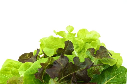 Fresh green and purple cabbage made vegetarian salad put on pink tray with white background.