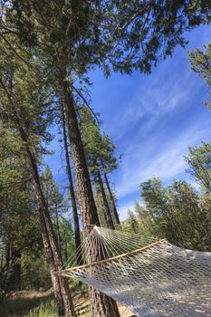 Peaceful Hammock Hanging Among the Pine Trees in a Mountian Retreat.