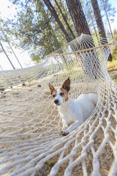 Relaxed jack Russell Terrier Relaxing in a Hammock Among the Pine Trees.