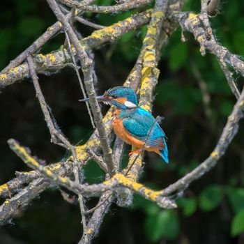 kingfisher in a nature reserve in Italy
