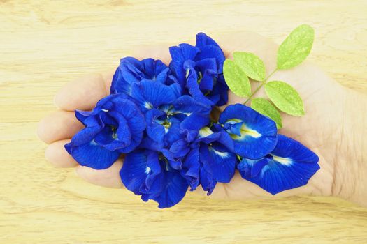 Asian Pigeonwings or Clitoria ternatea is a violet flowers with green leafs on wood background.