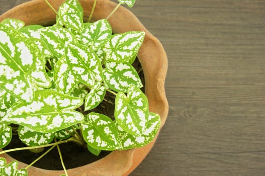 Caladium humboldtii has white and green leaves in brown pot on a wooden floor.