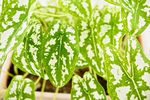 Close up caladium humboldtii has white and green leaves in pink plastic pot.