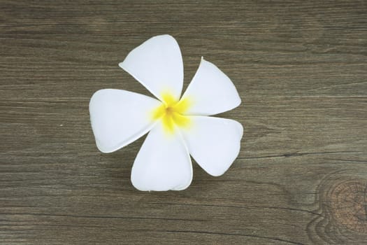 Fresh plumeria have white and yellow color place on the  wood background.